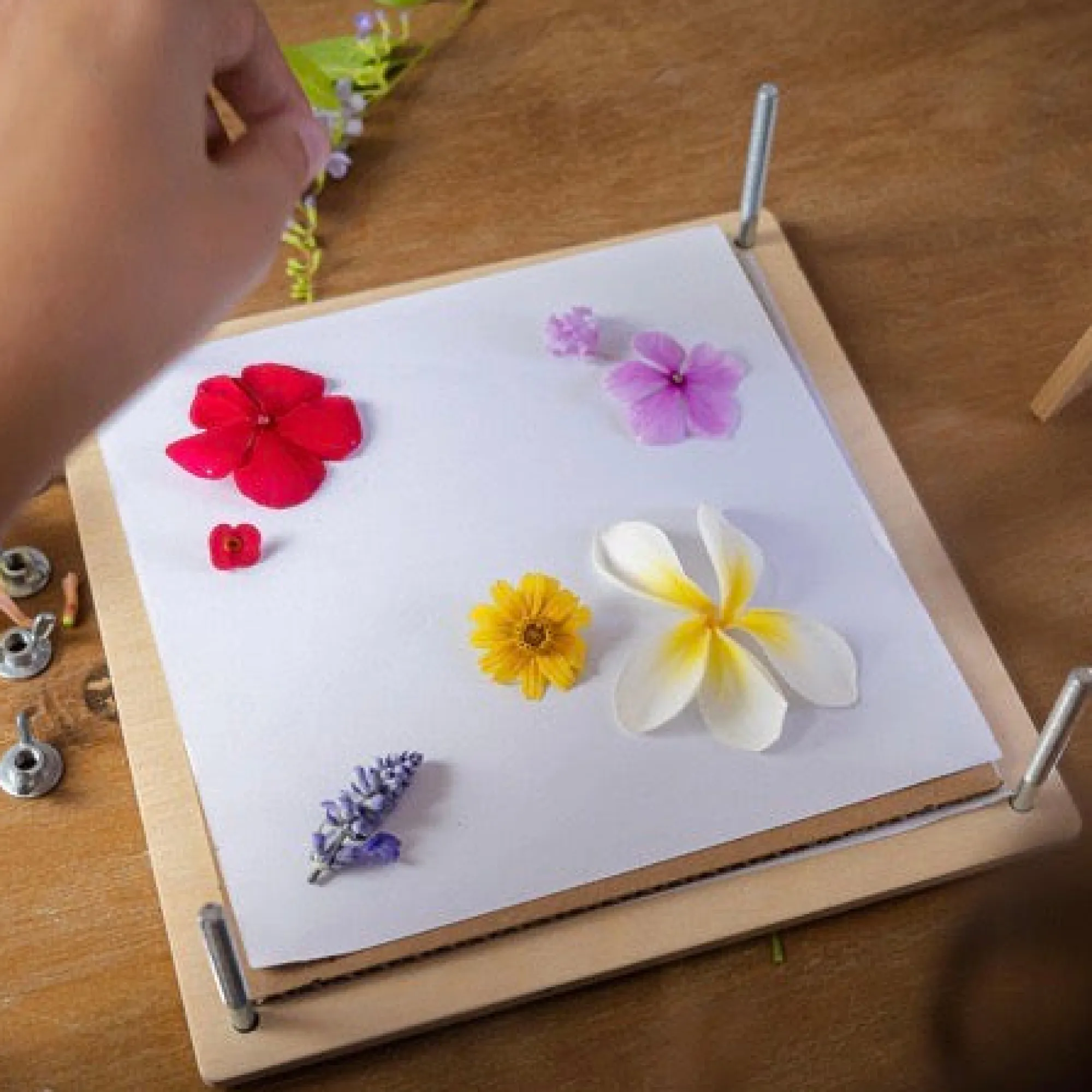 my_botanical_flower_press_1.webp Tender Leaf Toys Garden | Art & Craft>My Botanical Flower Press - 3+
